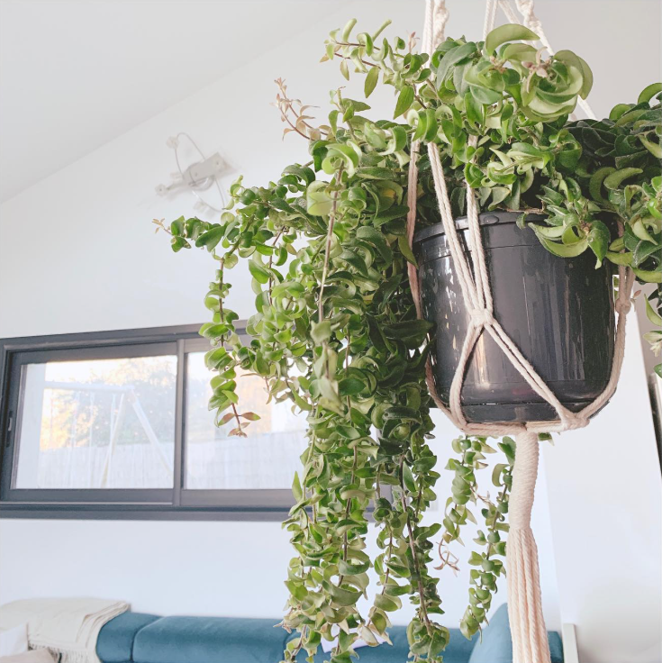 déco plante macramé